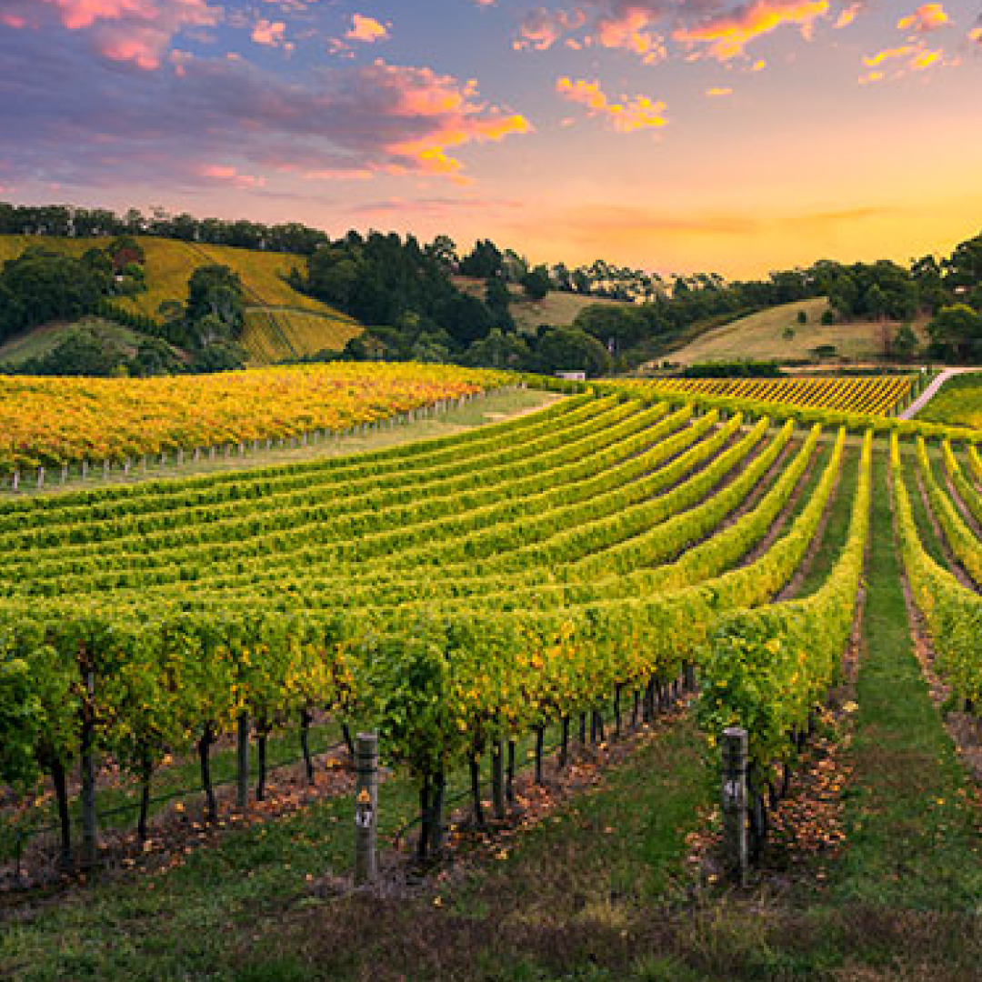 Barossa Valley hos Den Sidste Flaske