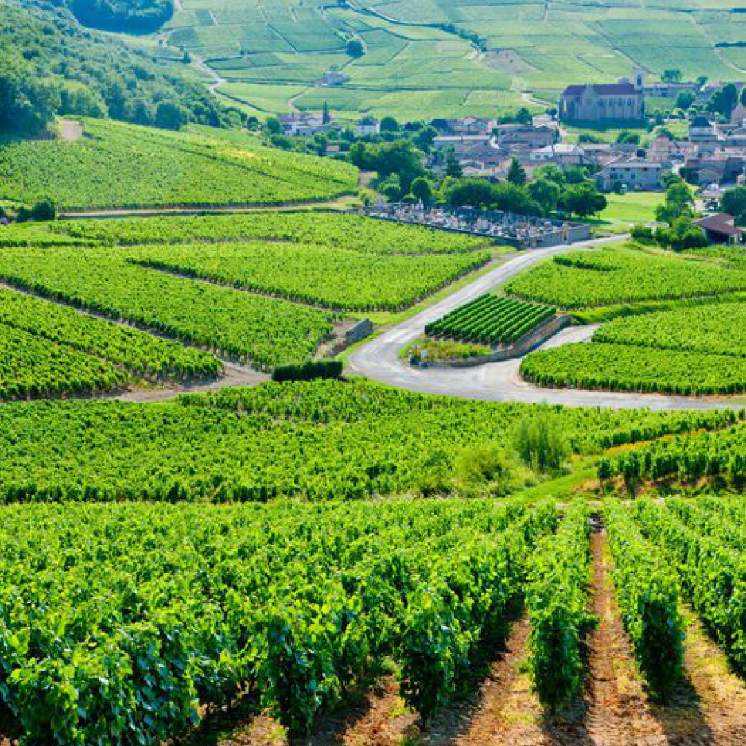 Beerenauslese hos Den Sidste Flaske