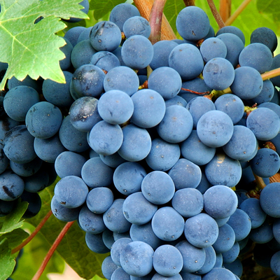 Bonarda hos Den Sidste Flaske