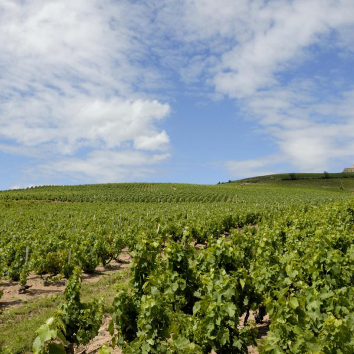 Brouilly hos Den Sidste Flaske