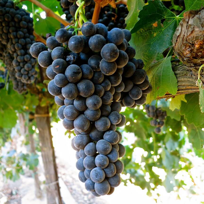 Durif hos Den Sidste Flaske