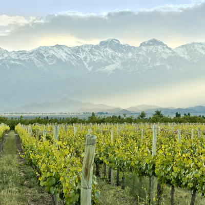 Fitou hos Den Sidste Flaske