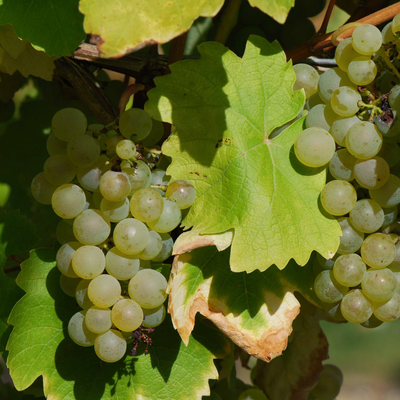 Folle Blanche hos Den Sidste Flaske