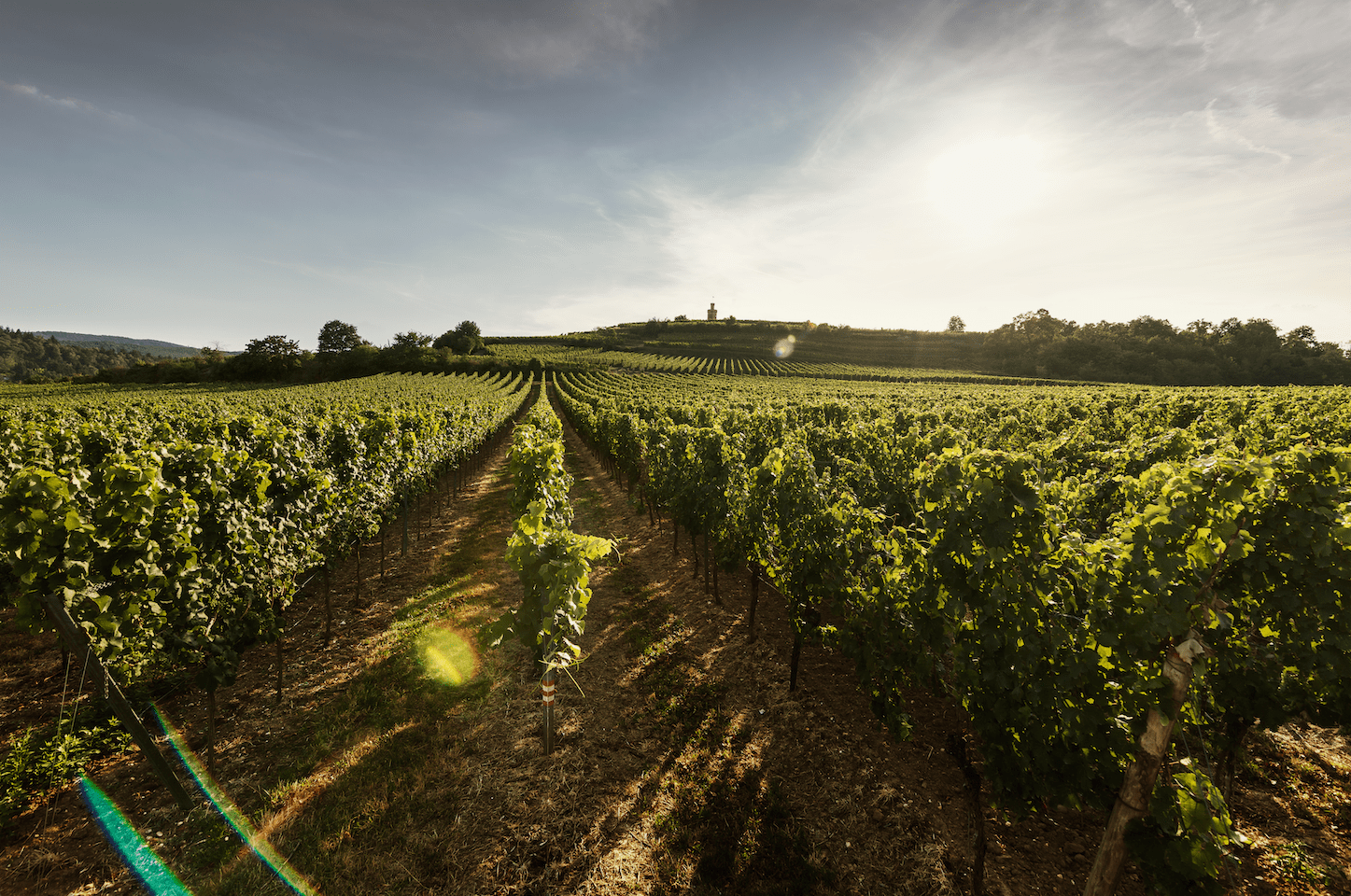 Schneiders vinmarker