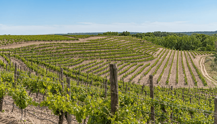 Mehr als nur Wein