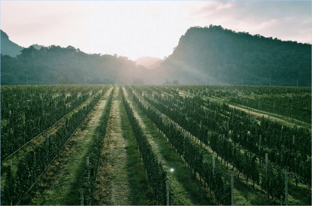 Alles begann mit 150.000 Weinflaschen aus einem insolventen Weingut in Deutschland