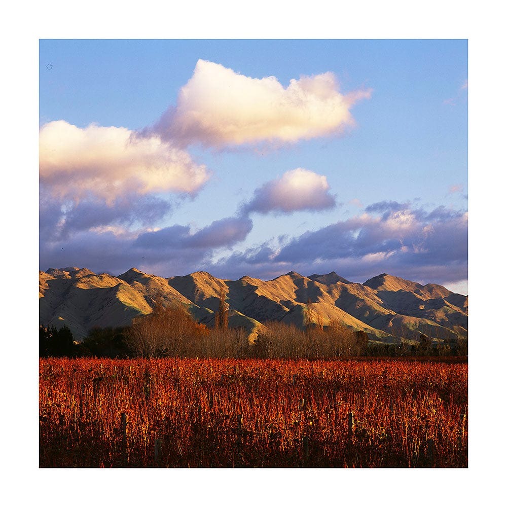 Pounamu Rødvin Pounamu Pinot Noir 2020