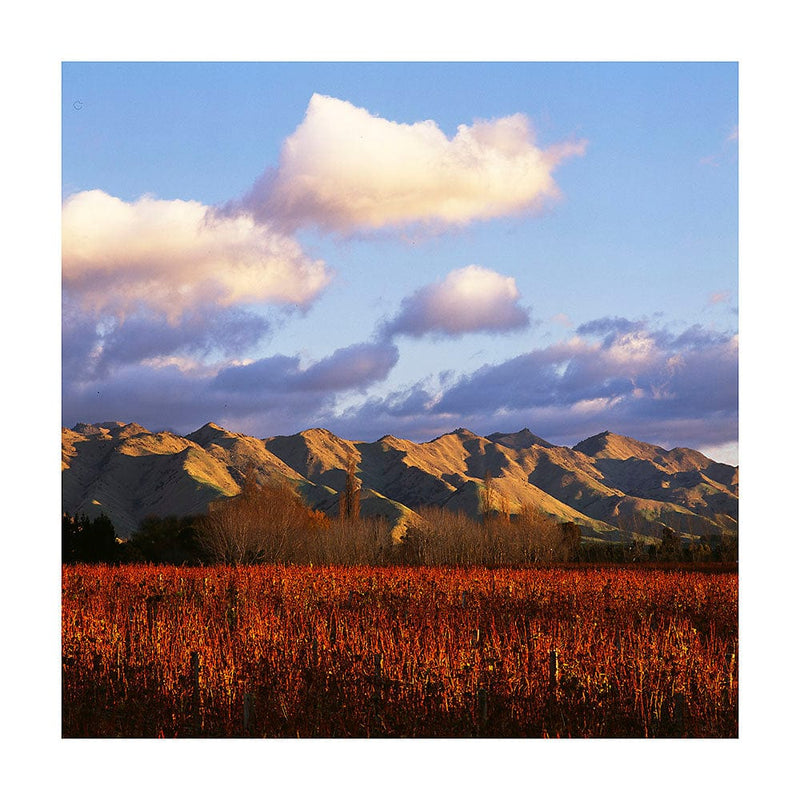 Pounamu Rødvin Pounamu Pinot Noir 2020